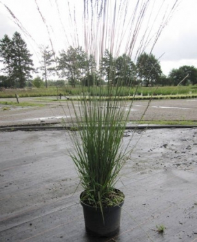 Molinia arundinacea Windspiel 1